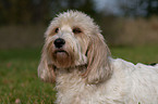 Petit Basset Griffon Vendeen Portrait