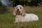 lying Petit Basset Griffon Vendeen