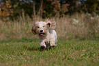 running Petit Basset Griffon Vendeen