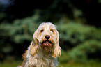 Petit Basset Griffon Vendeen