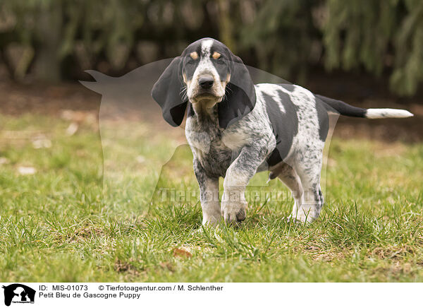 Petit Bleu de Gascogne Welpe / Petit Bleu de Gascogne Puppy / MIS-01073