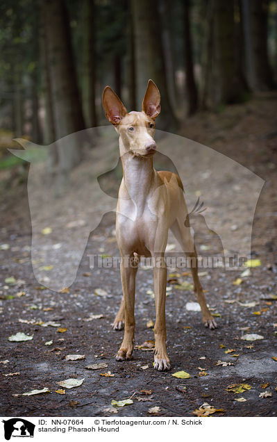 standing Pharaoh Hound / NN-07664