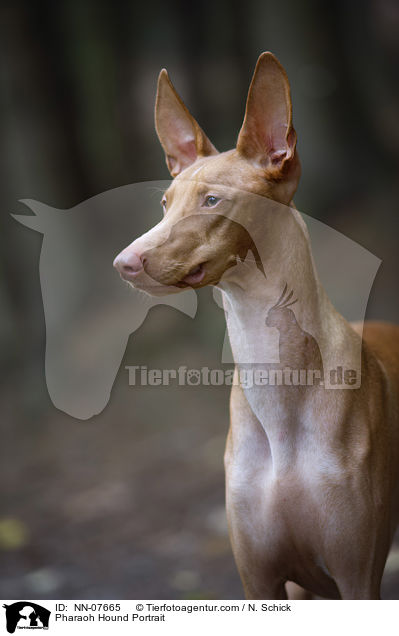 Pharaoh Hound Portrait / NN-07665