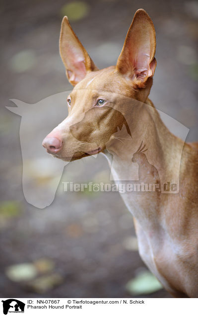 Pharaonenhund Portrait / Pharaoh Hound Portrait / NN-07667