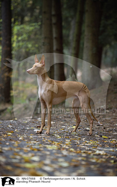 stehender Pharaonenhund / standing Pharaoh Hound / NN-07668