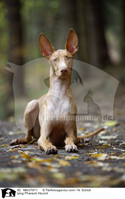 liegender Pharaonenhund / lying Pharaoh Hound / NN-07671