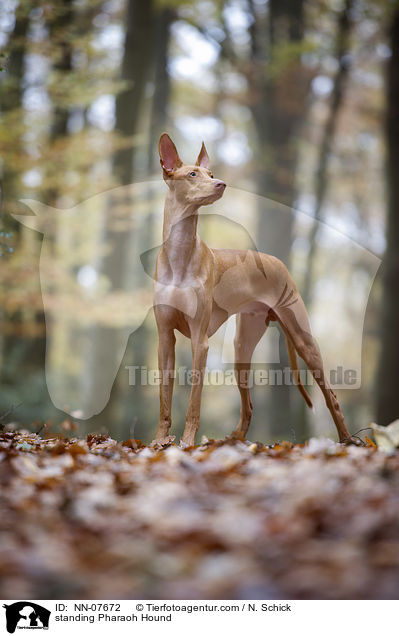 stehender Pharaonenhund / standing Pharaoh Hound / NN-07672