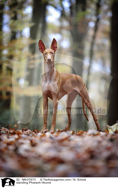 standing Pharaoh Hound / NN-07673