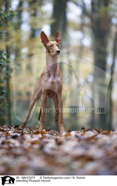 standing Pharaoh Hound / NN-07674