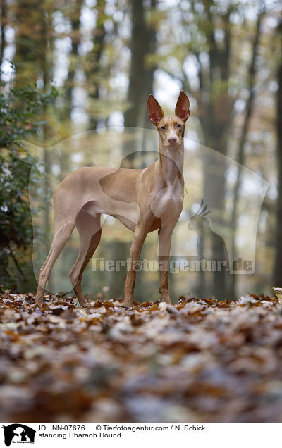 stehender Pharaonenhund / standing Pharaoh Hound / NN-07676