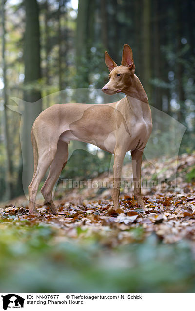 stehender Pharaonenhund / standing Pharaoh Hound / NN-07677