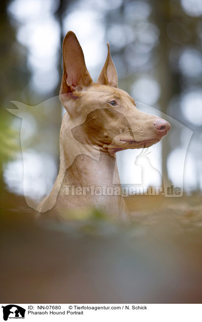 Pharaoh Hound Portrait / NN-07680