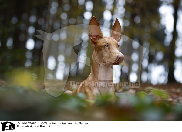 Pharaonenhund Portrait / Pharaoh Hound Portrait / NN-07682