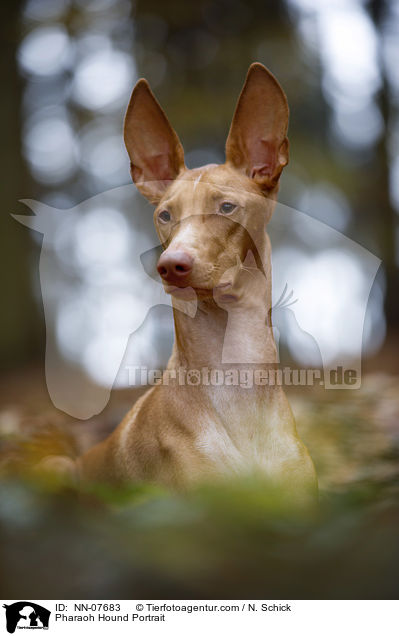 Pharaonenhund Portrait / Pharaoh Hound Portrait / NN-07683