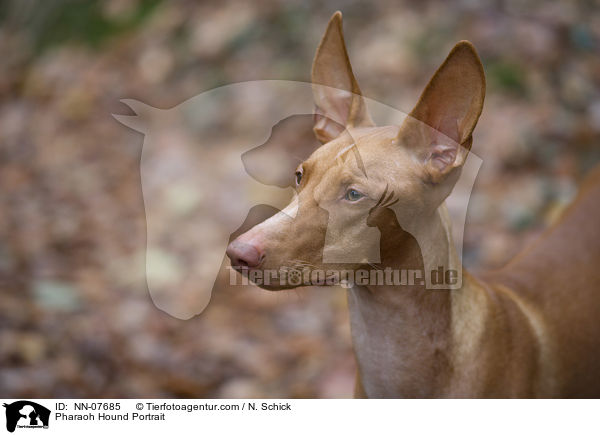 Pharaonenhund Portrait / Pharaoh Hound Portrait / NN-07685