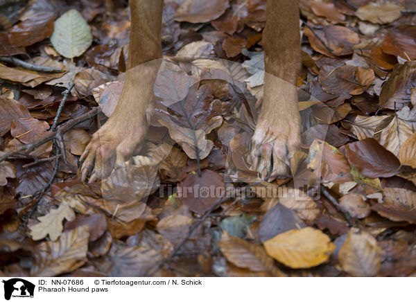 Pharaonenhund Pfoten / Pharaoh Hound paws / NN-07686