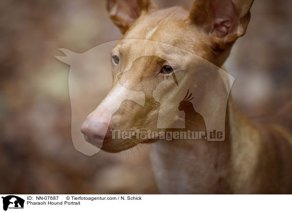 Pharaoh Hound Portrait / NN-07687