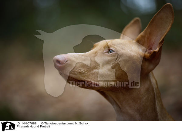 Pharaonenhund Portrait / Pharaoh Hound Portrait / NN-07688