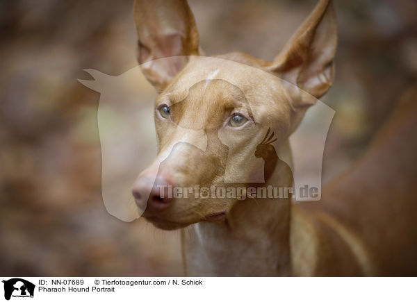 Pharaonenhund Portrait / Pharaoh Hound Portrait / NN-07689