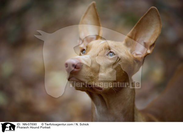Pharaonenhund Portrait / Pharaoh Hound Portrait / NN-07690