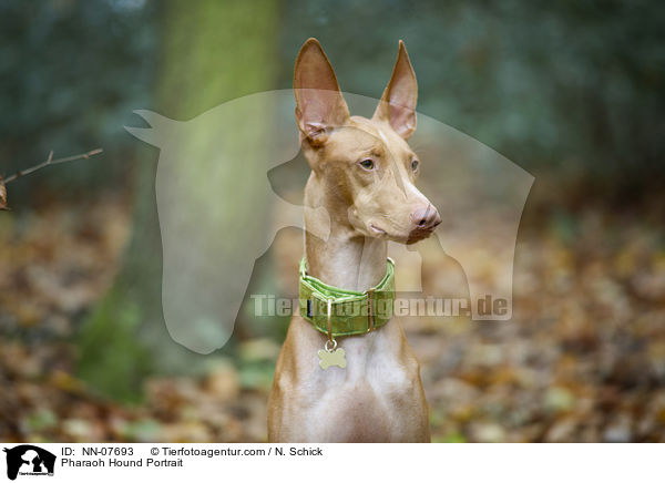 Pharaonenhund Portrait / Pharaoh Hound Portrait / NN-07693