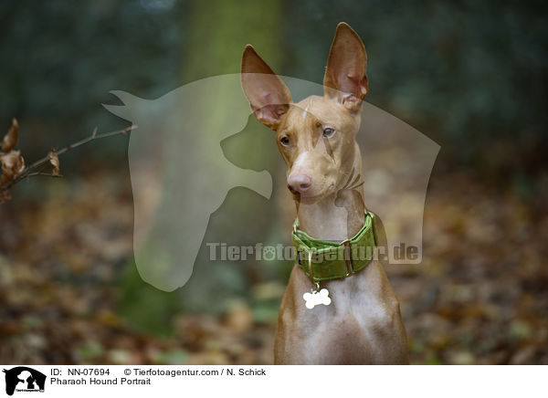 Pharaonenhund Portrait / Pharaoh Hound Portrait / NN-07694