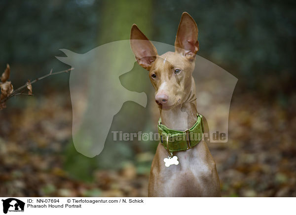 Pharaoh Hound Portrait / NN-07694