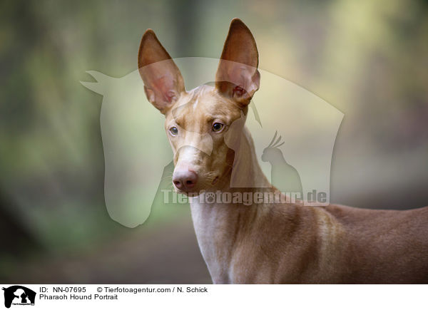 Pharaonenhund Portrait / Pharaoh Hound Portrait / NN-07695
