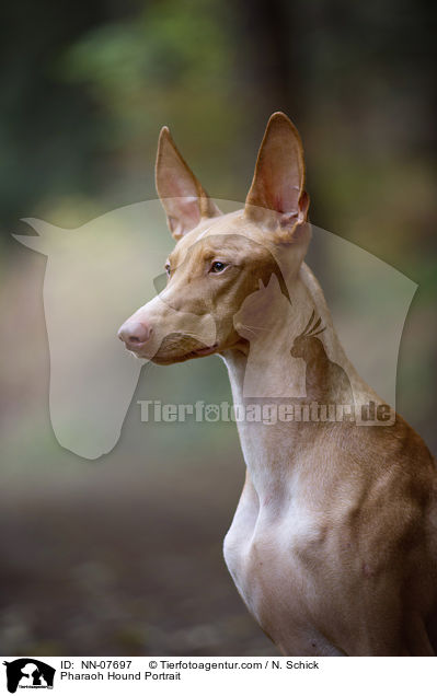 Pharaonenhund Portrait / Pharaoh Hound Portrait / NN-07697