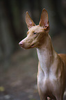 Pharaoh Hound Portrait