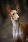 Pharaoh Hound Portrait