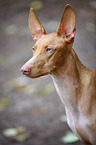 Pharaoh Hound Portrait