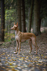 standing Pharaoh Hound