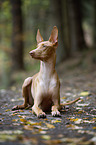 lying Pharaoh Hound