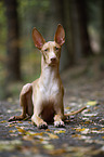 lying Pharaoh Hound