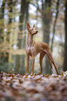 standing Pharaoh Hound