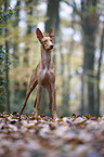 standing Pharaoh Hound