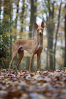 standing Pharaoh Hound