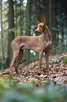 standing Pharaoh Hound