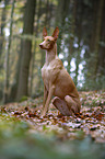 sitting Pharaoh Hound