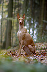 sitting Pharaoh Hound