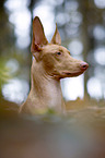 Pharaoh Hound Portrait