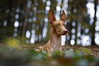 Pharaoh Hound Portrait