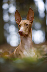 Pharaoh Hound Portrait