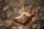 Pharaoh Hound Portrait