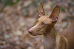 Pharaoh Hound Portrait