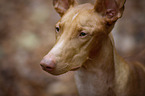 Pharaoh Hound Portrait