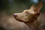 Pharaoh Hound Portrait