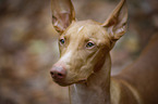 Pharaoh Hound Portrait