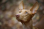 Pharaoh Hound Portrait